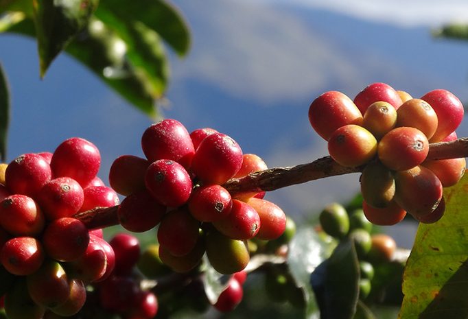  Qu’est-ce qu’un café de spécialité